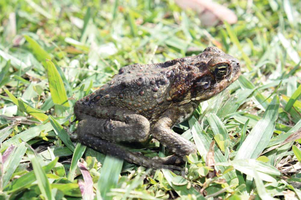 Cane toads are introduced in Queensland to control pests on sugar cane crops.
