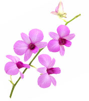 The Cooktown orchid becomes Queensland's floral emblem.