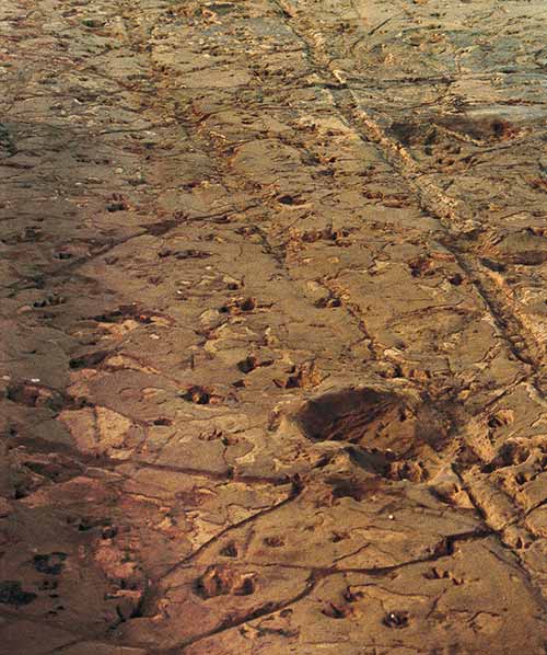 A new dinosaur type is found in Winton, later named the Savannasaurus elliottorum after the Elliot family who found the bones on their farm.