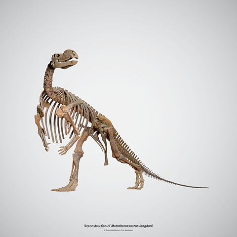 The Muttaburrasaurus langdoni was officially recognised as Queensland's fossil emblem in December 2023.