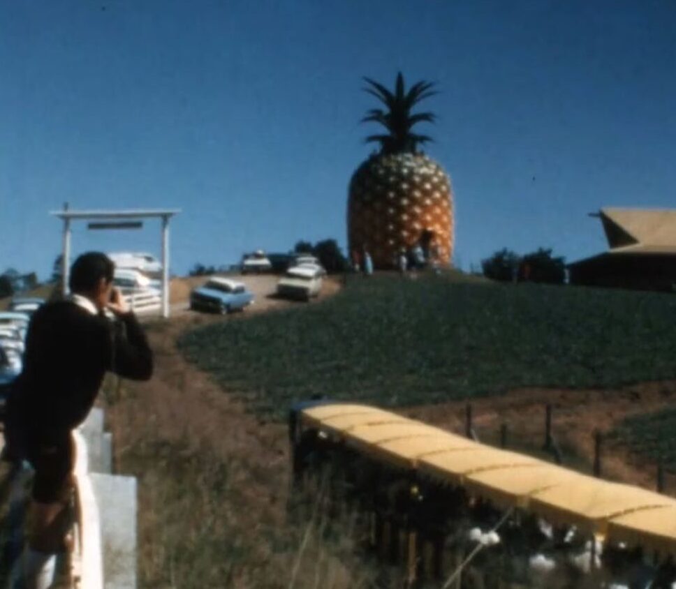 Qld Day Big Pineapple